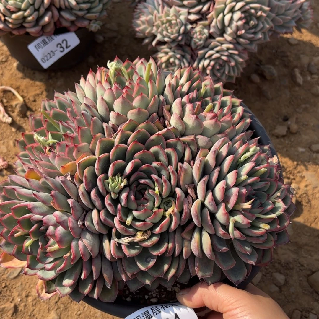 同温层多肉荷花34