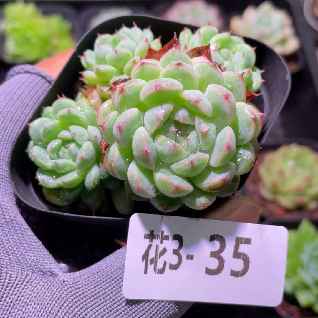 花利美 3-35海王群