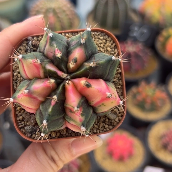 泰国米哈仙人球04