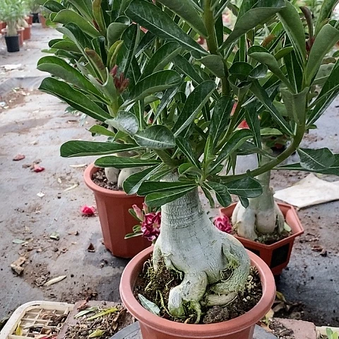 【闪购商品】无花朵幸**英