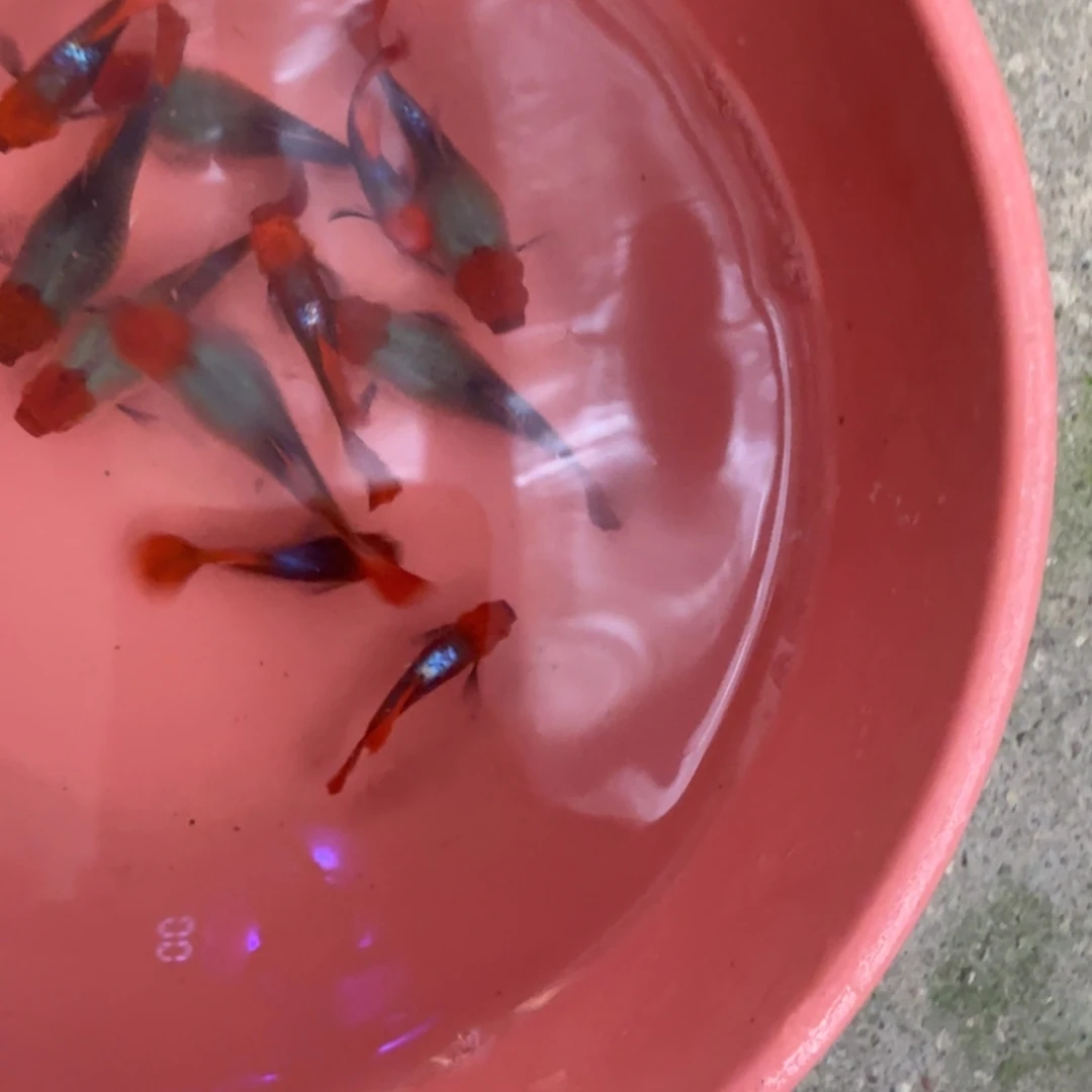 3公淡水深海蓝肿鱼两对3厘米左右