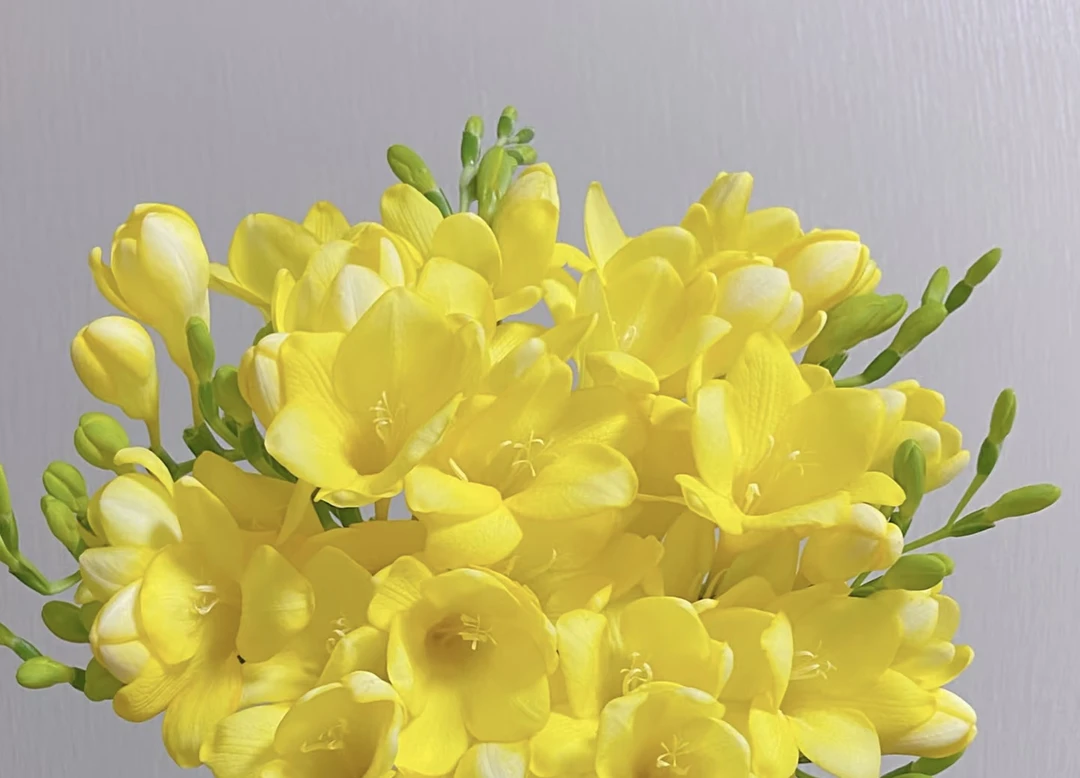 黄色淡雅幽香香雪兰一扎，京东冷链包邮