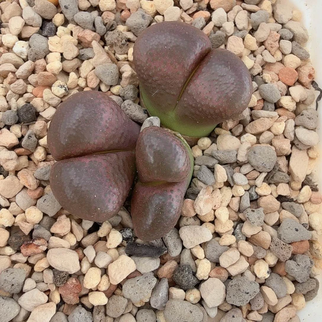 大型红风铃 6-6-L3