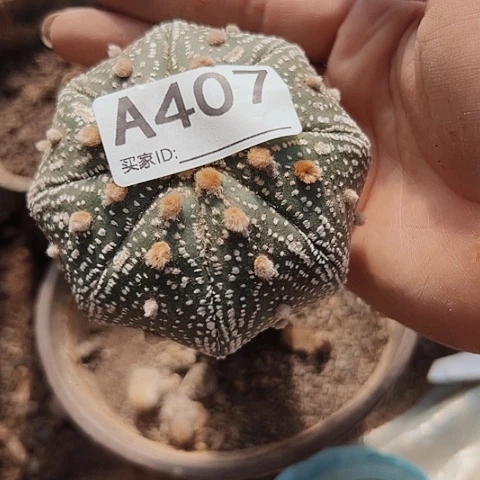 完全开放407处理兜