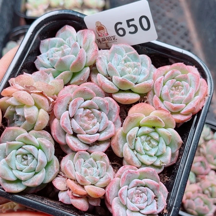 多肉植物多肉植物