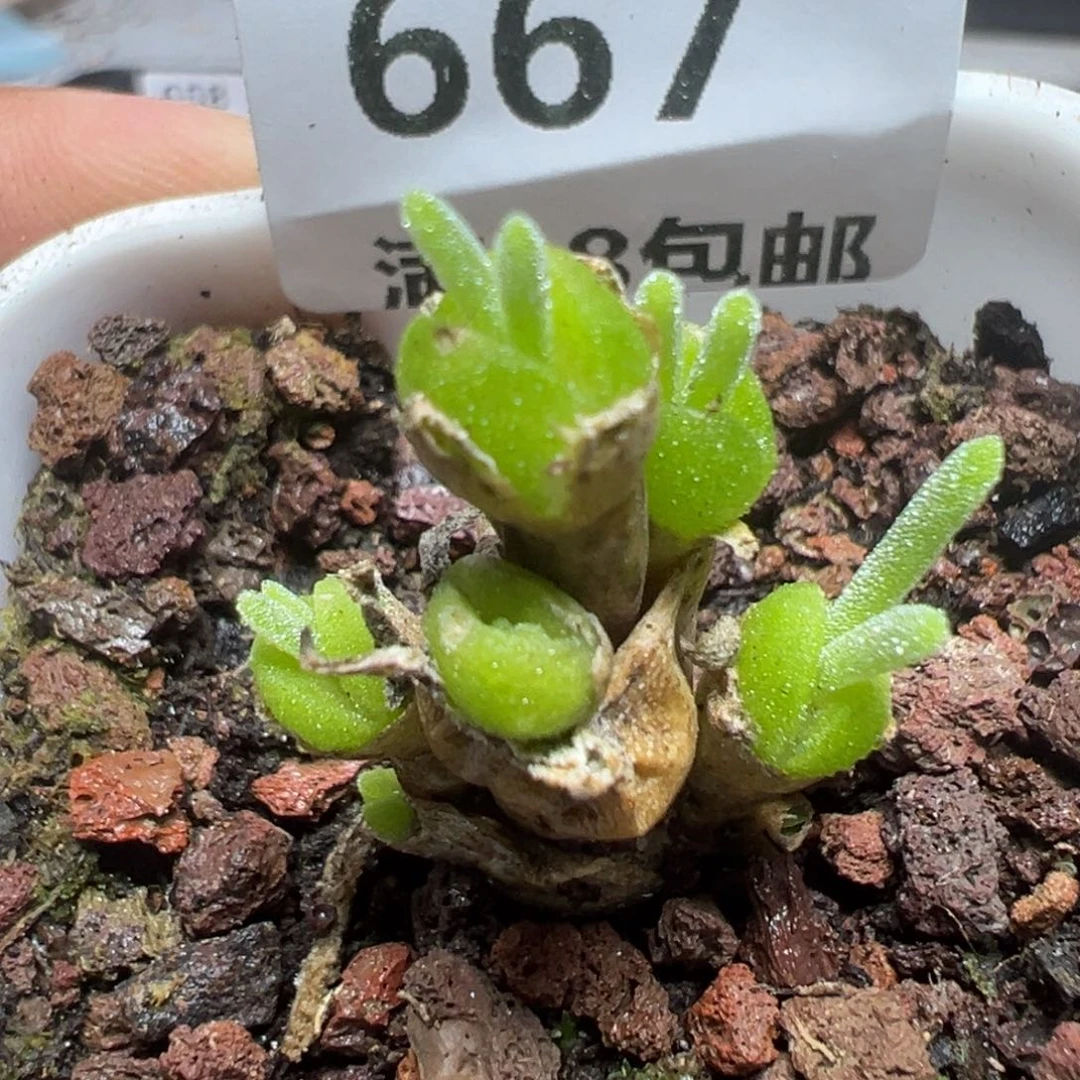 【闪购商品】 667。
