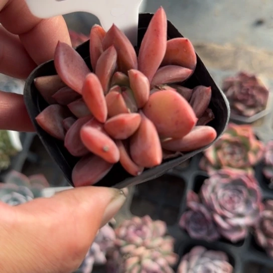 381红酒香槟多肉植物多