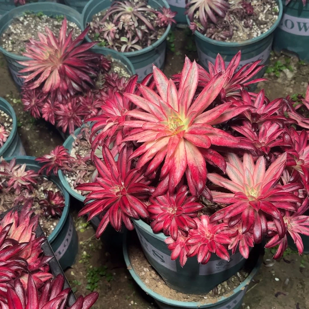 多肉植物朱雀捧花。