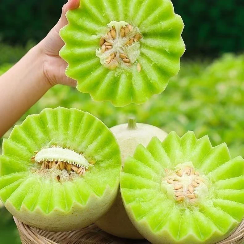 山东头茬玉菇冰淇淋甜瓜新鲜应季软糯香甜水果