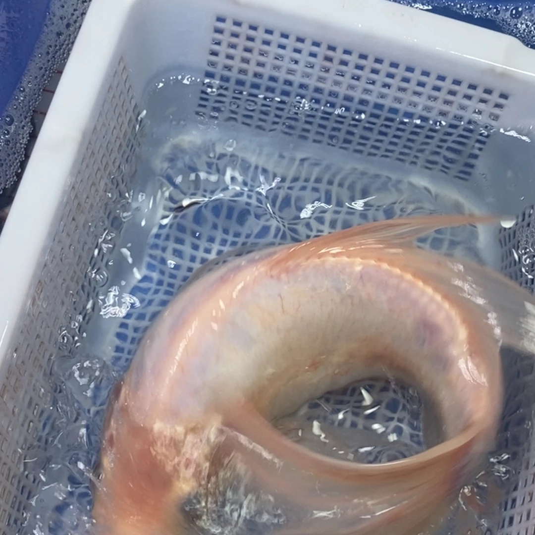 海水鱼冷水锦鲤包邮