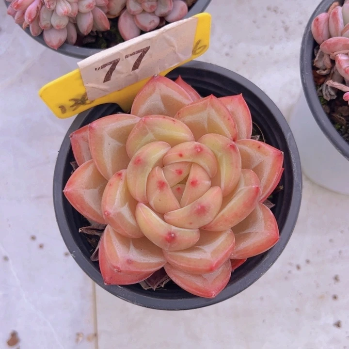 健健康康平平安安