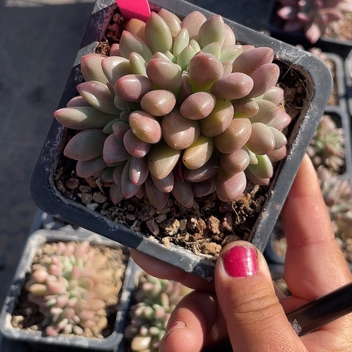 桃花源缀化多肉植物999