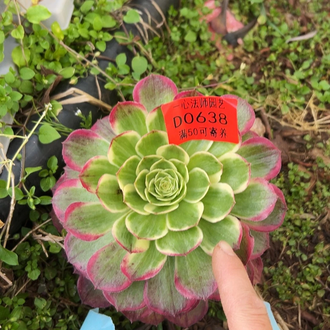 0638多肉植物法师