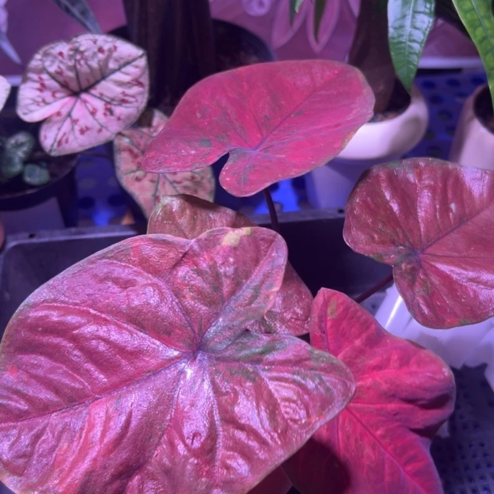 雪***倩完全开放1881 孤品 热植