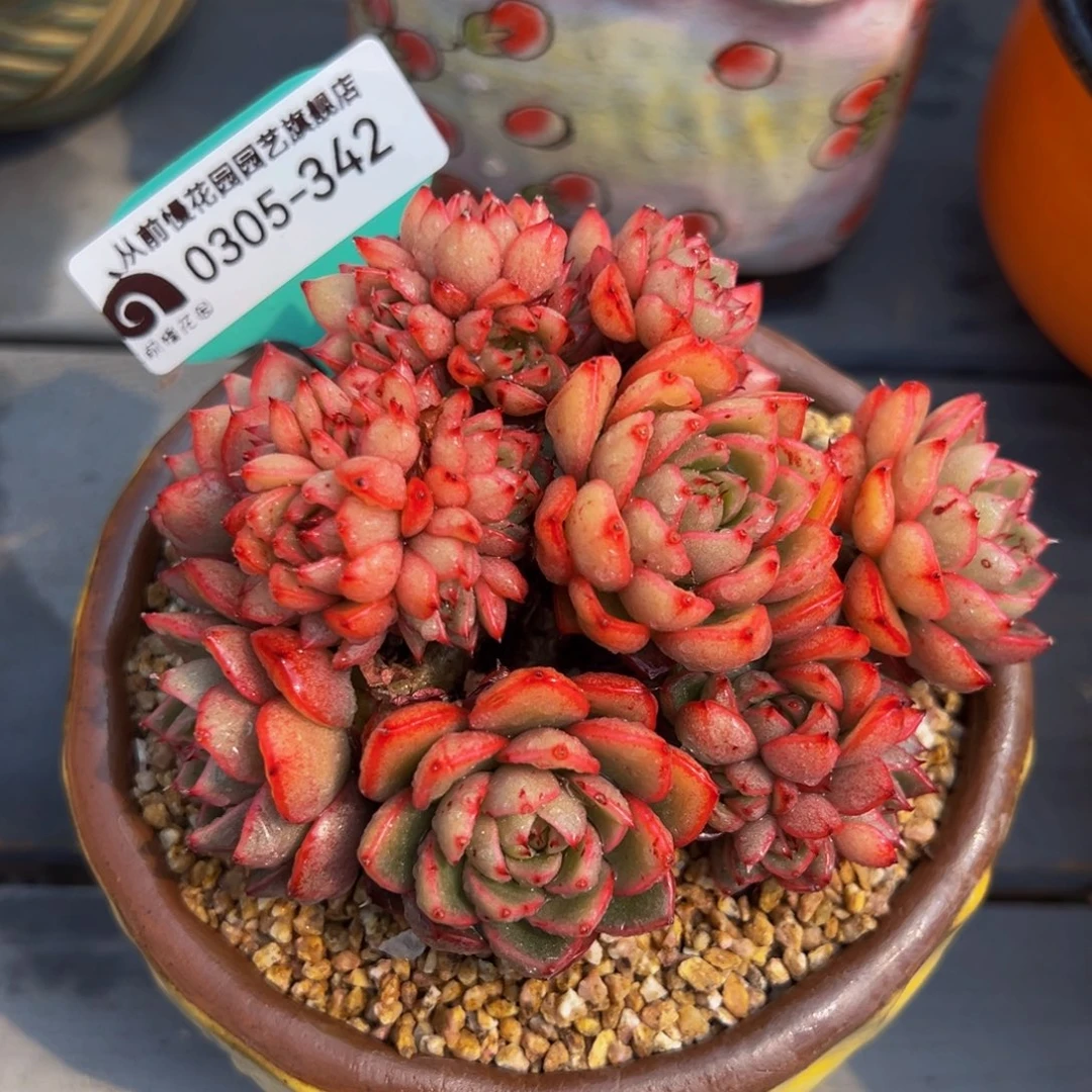 从前慢多肉精选编号0305.342