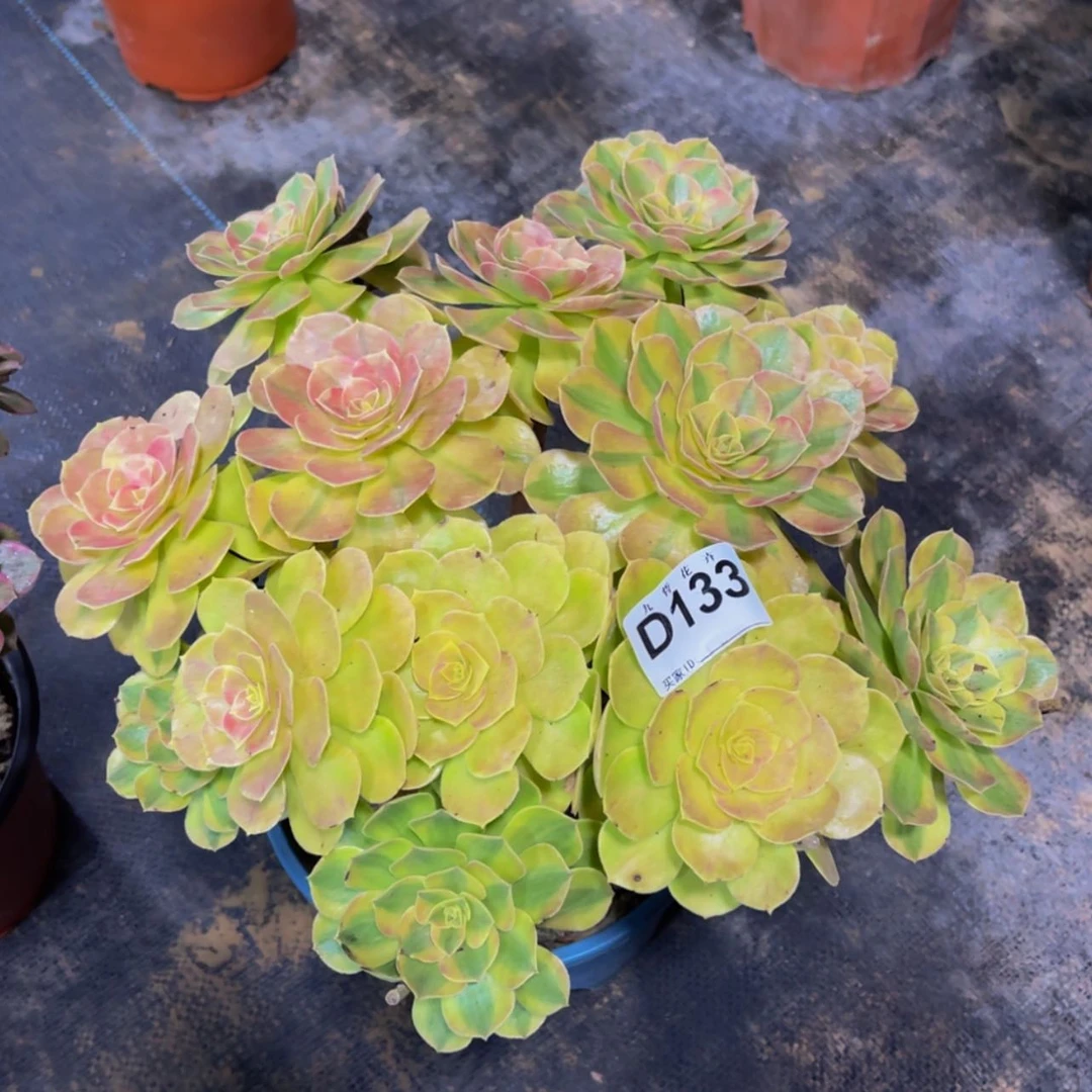 【闪购商品】13300雨荷