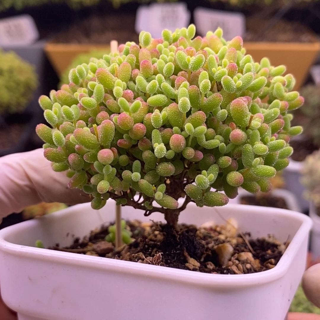 132蜜橘糖球。