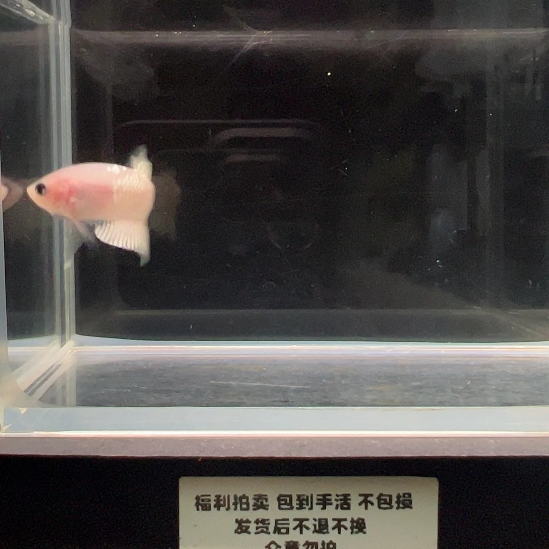 斗鱼一单包邮26日2