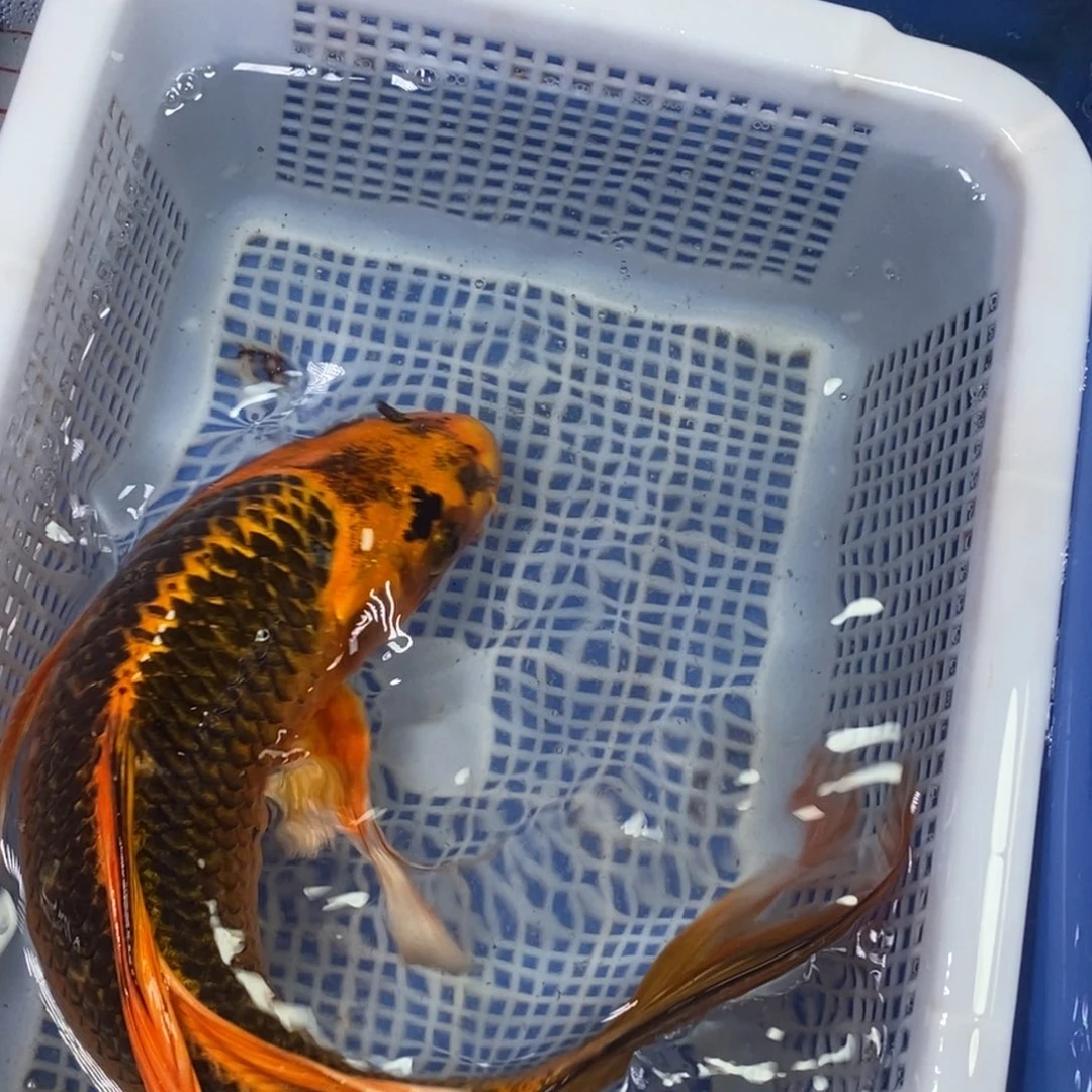 锦鲤冷水锦鲤包邮