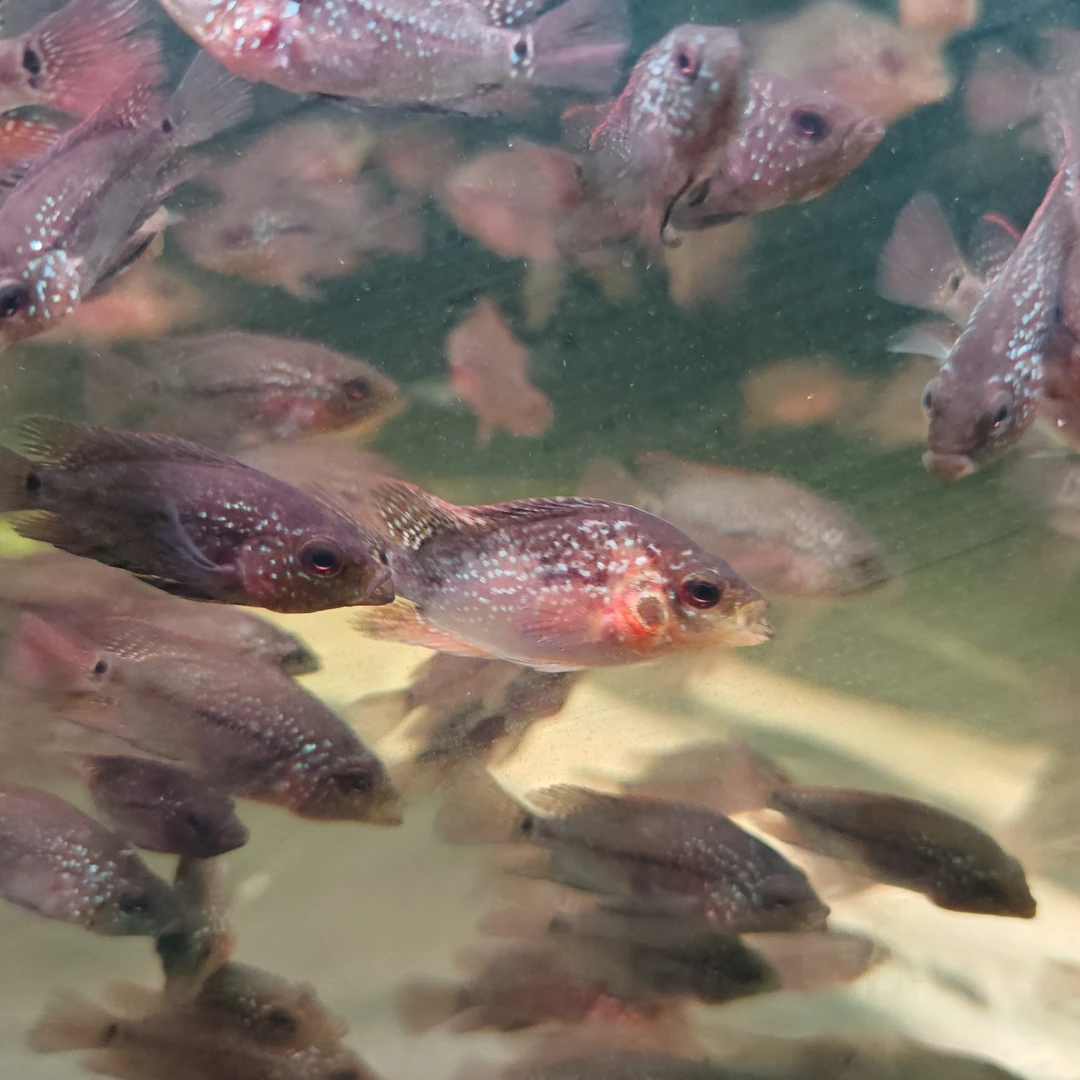 好养耐活小型冷水淡水观赏鱼活体