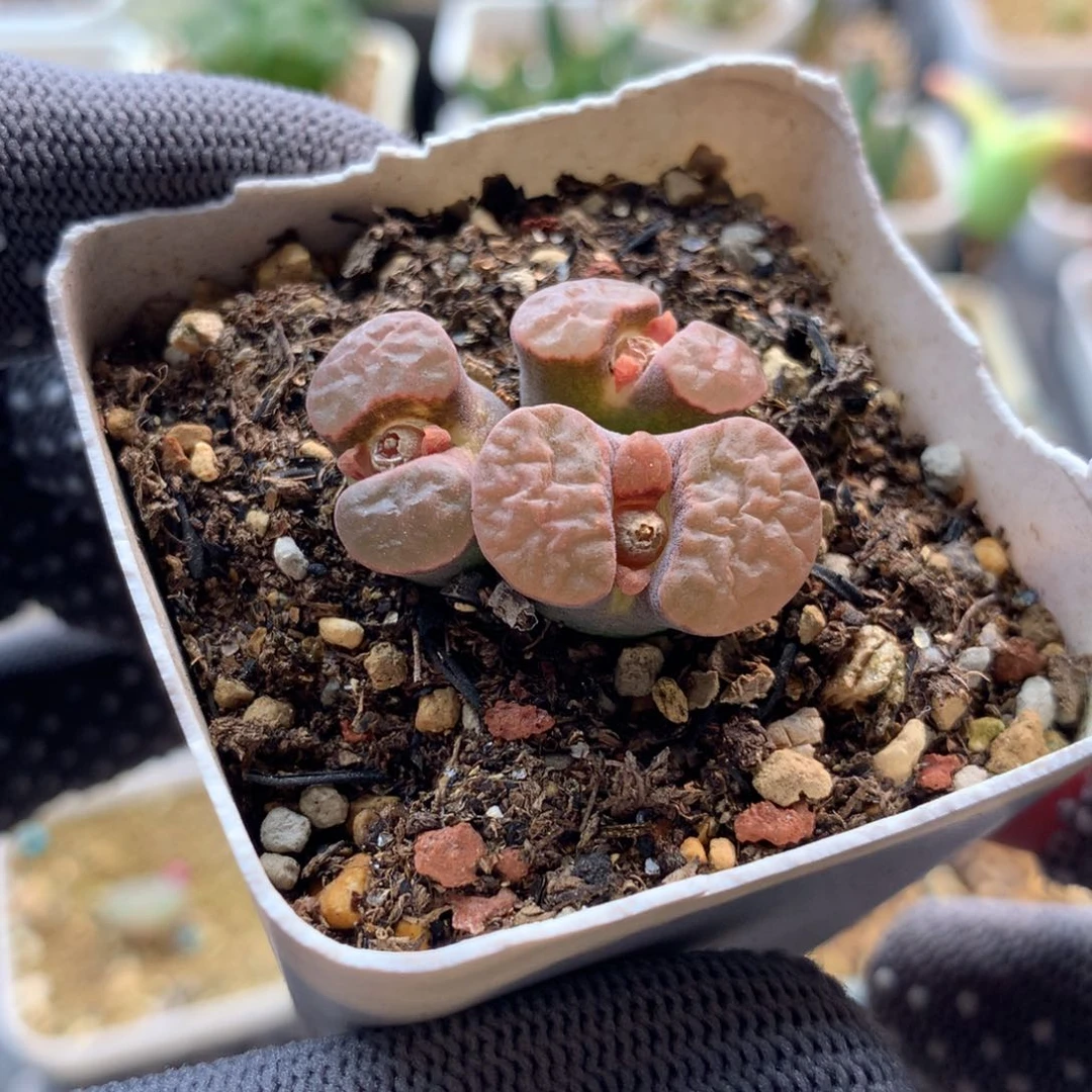 705磁铁风铃母本