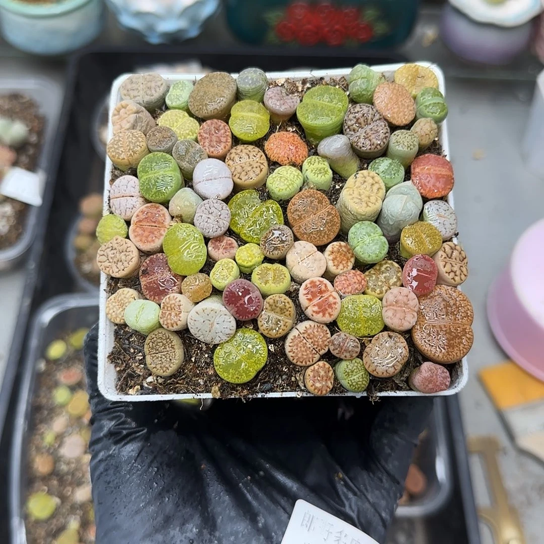 生石花满18包邮1118-260