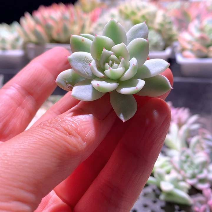 松果红爪白覆轮锦砍头