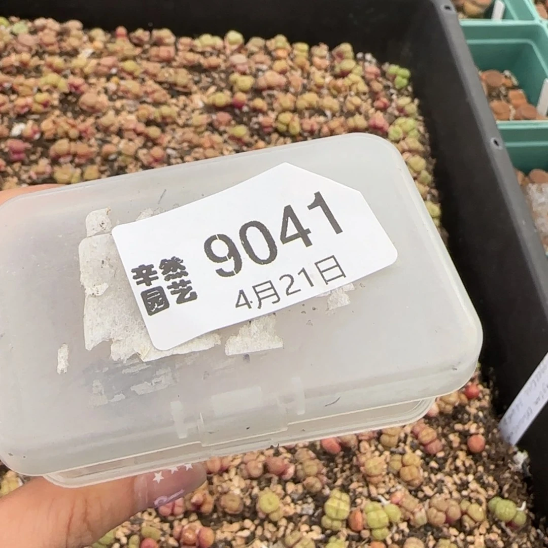 s****女4.21。ea4052小朋友。9041