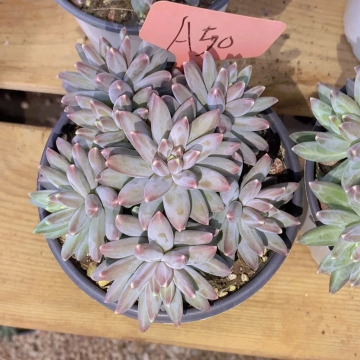 丫***丫这些东西你就可以随便