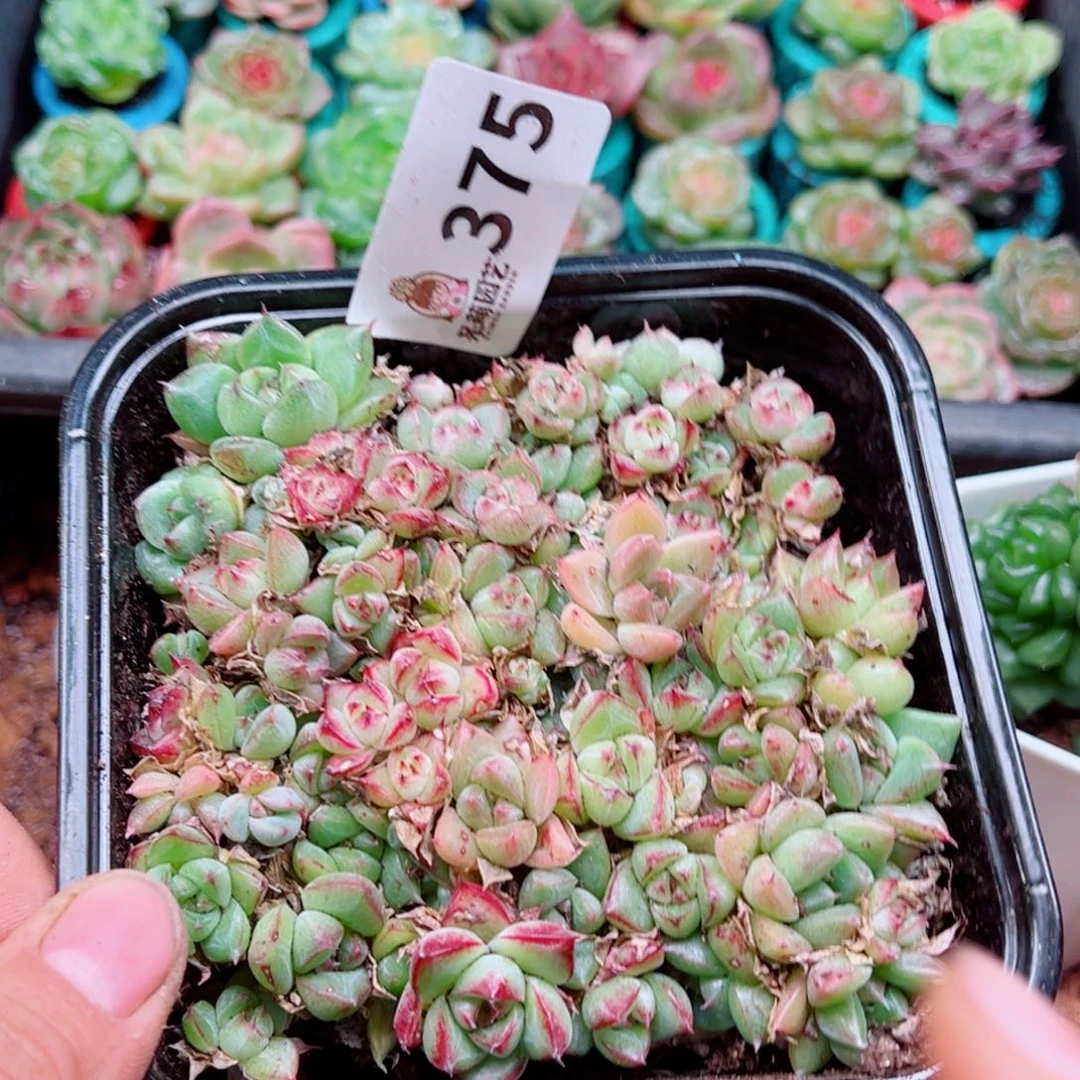 多肉植物多肉植物