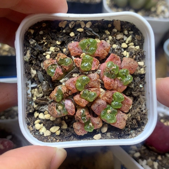 114 超蝶蝴蝶勋章
