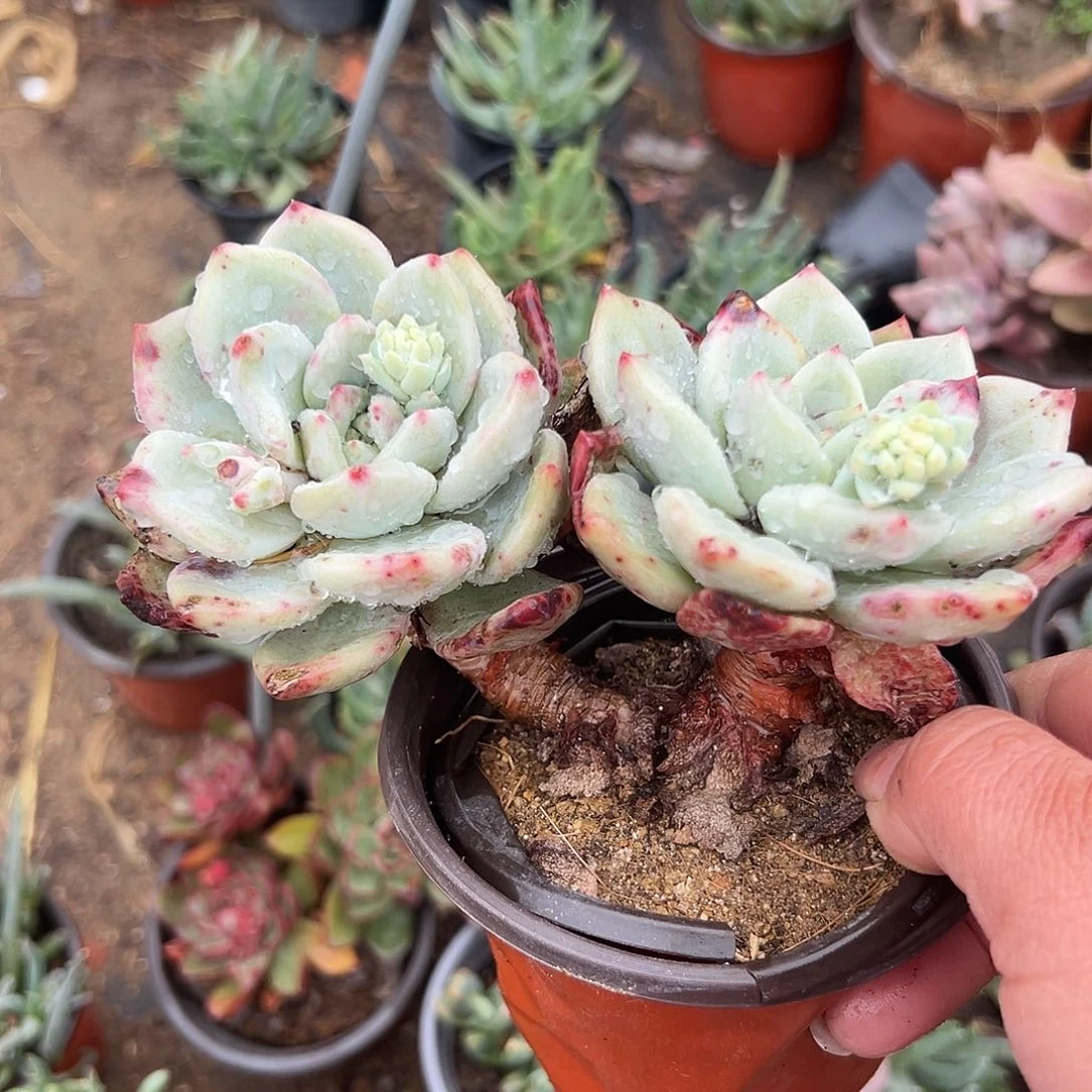 多肉植物白叶香槟