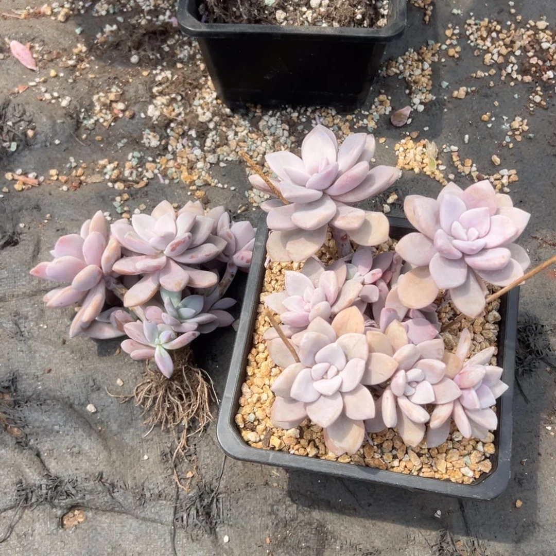 桃霜0000000000000