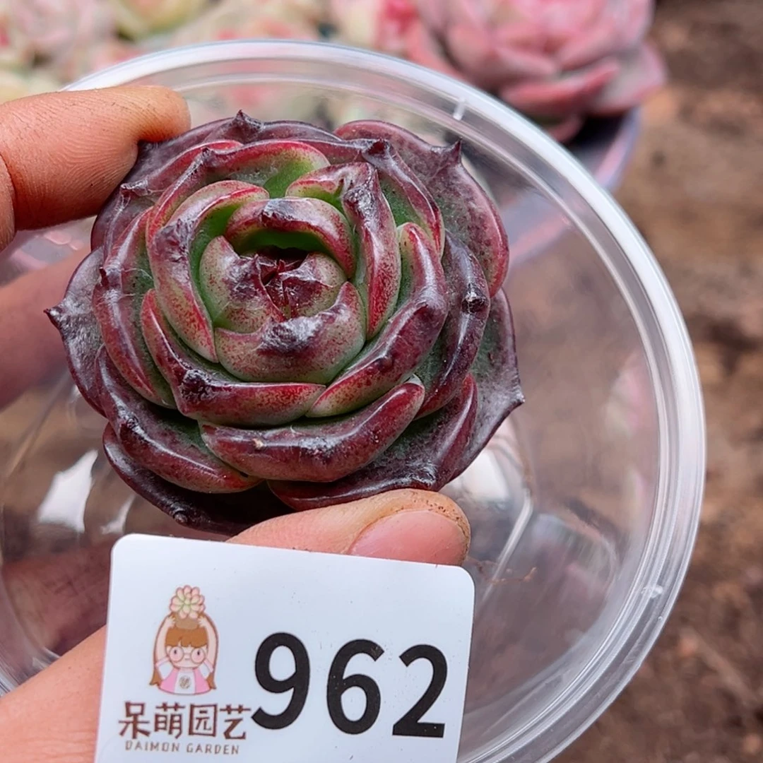 x****n多肉植物多肉植物