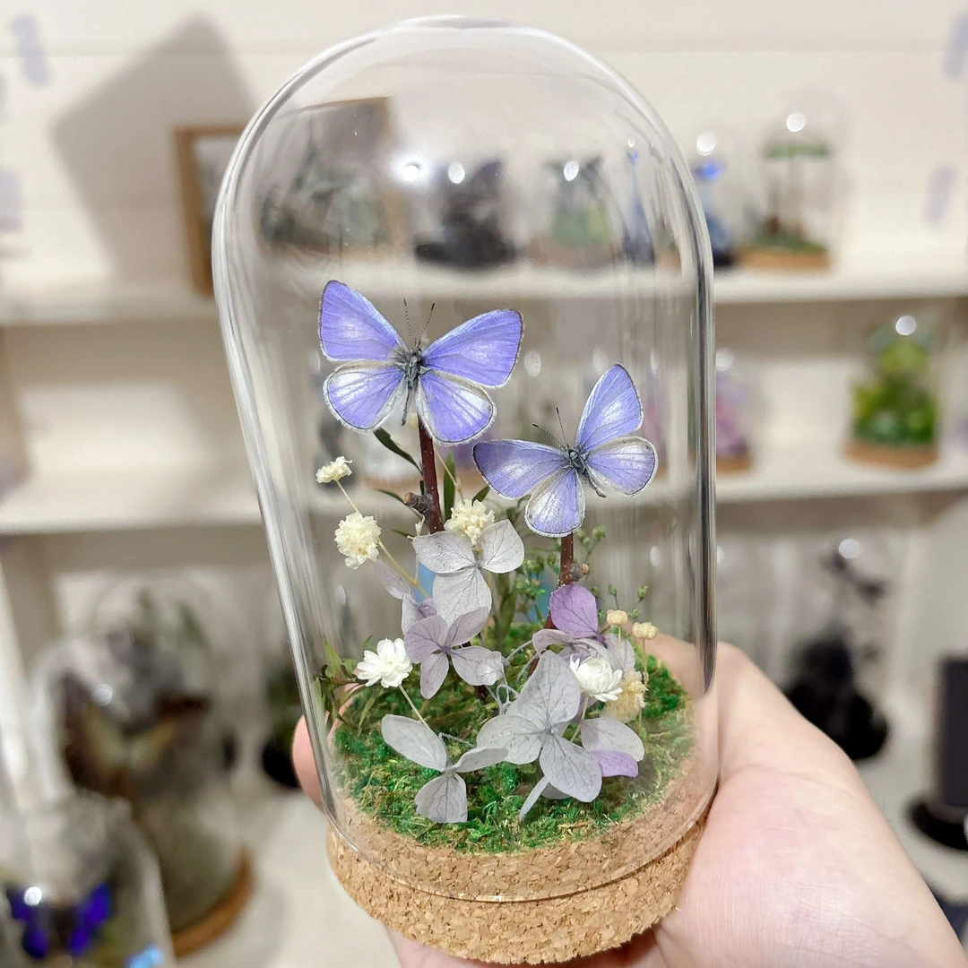 真蝴蝶标本玻璃罩永生花桌面微景观手工diy创意摆件精美女生礼物