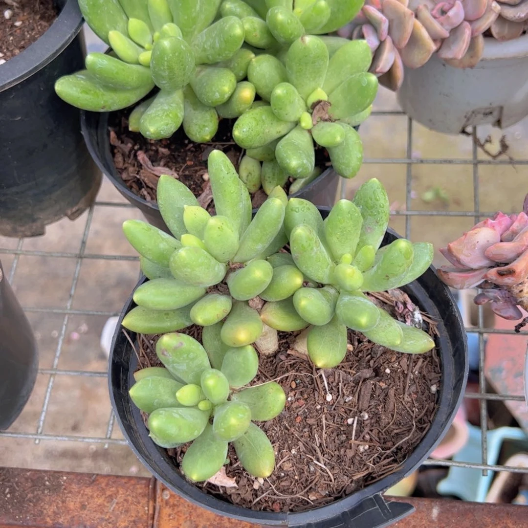 金蟾三头起发贵货