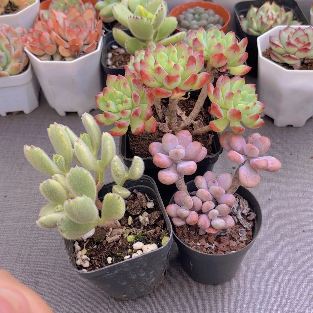 蓝苹果。白熊。桃蛋