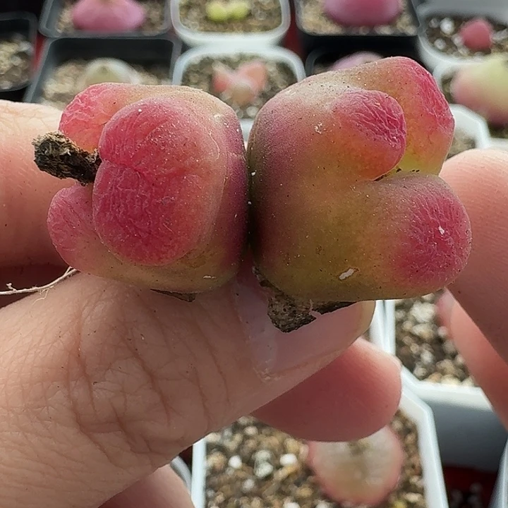 老马生石花蟠桃2225