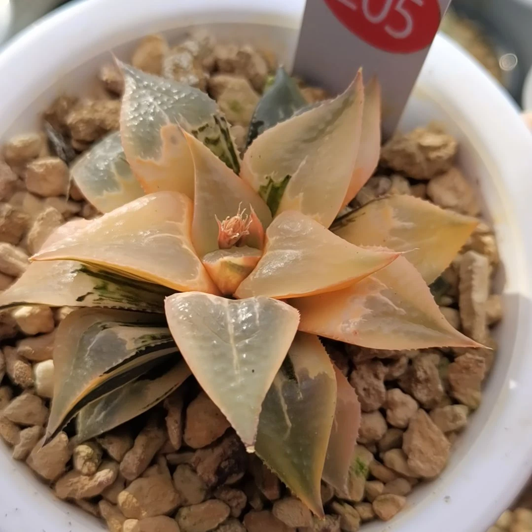 205号酒吞童子锦新叶糊斑一物一拍带盆土发货