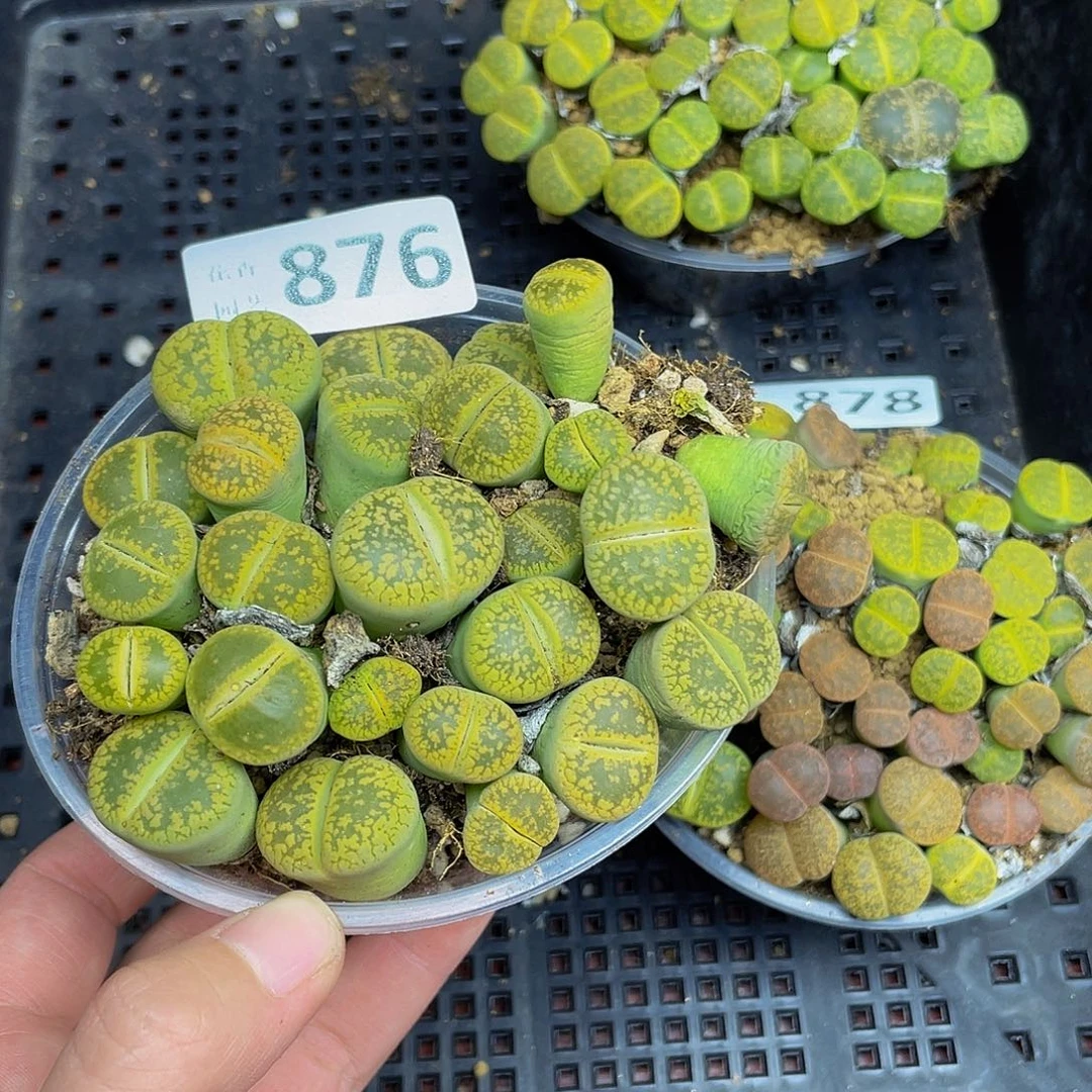 小***杨87600000000花花花花花花花