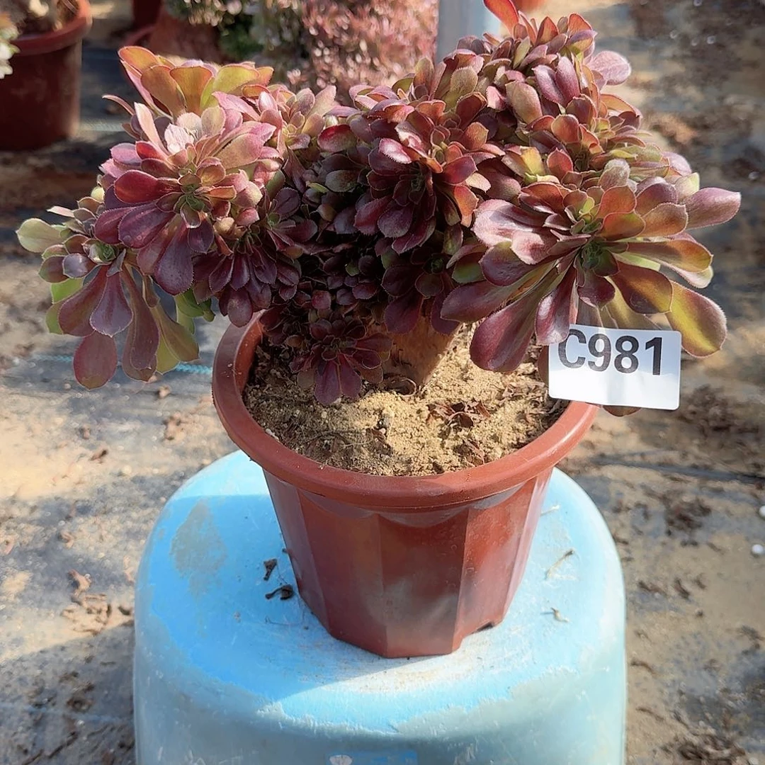 981玫瑰一颗呀呀