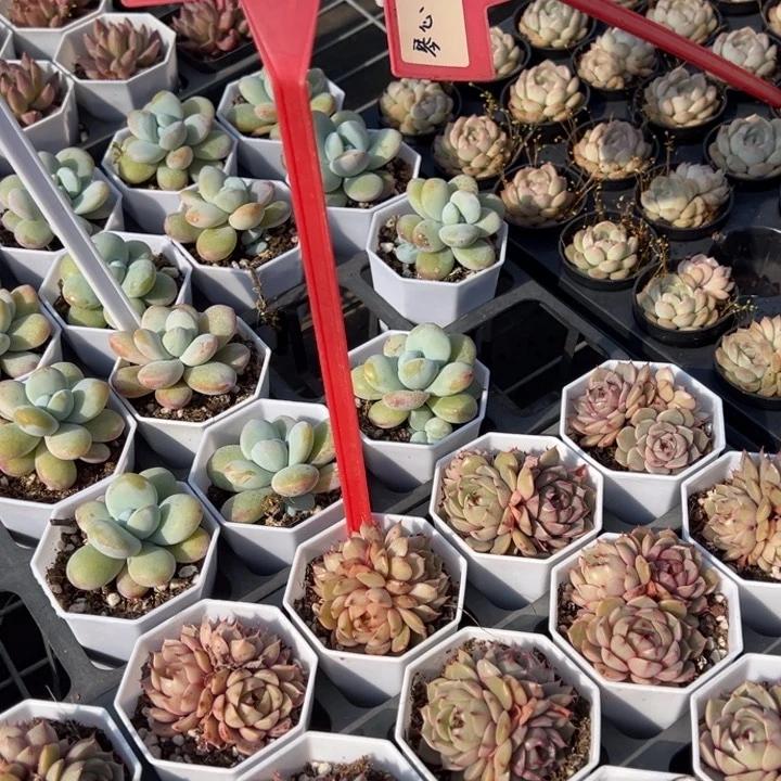 苯巴蒂斯群一颗量拍多肉满20包邮初7发