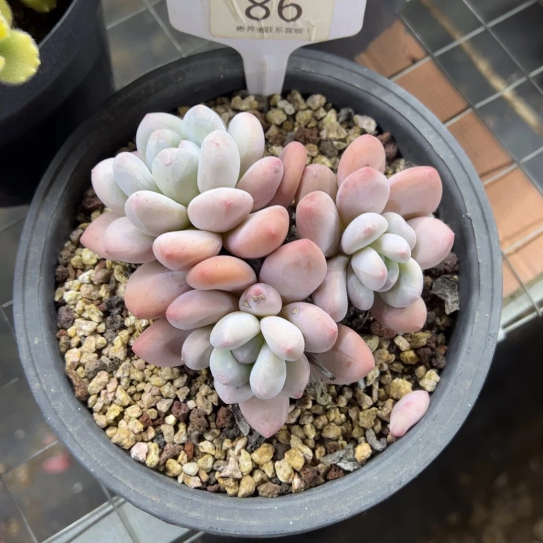 红陶n*.86号多肉植物
