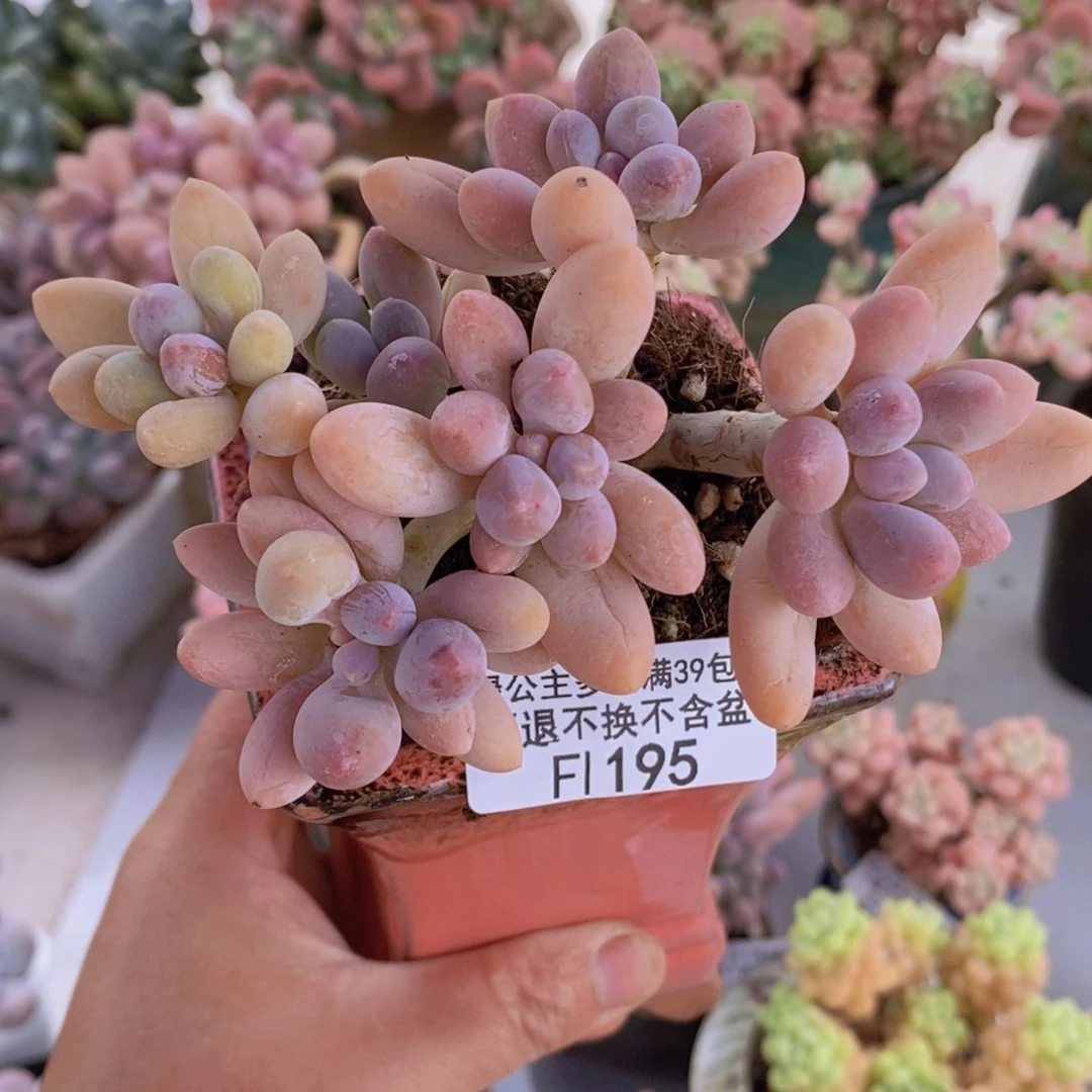 香水手指奶老桩9cm195多肉植物