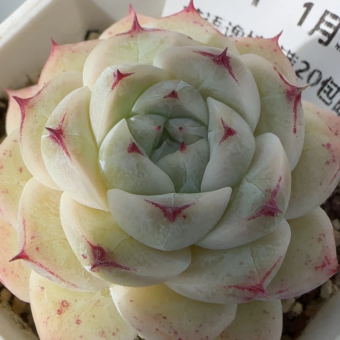 花语逸镜0131-351