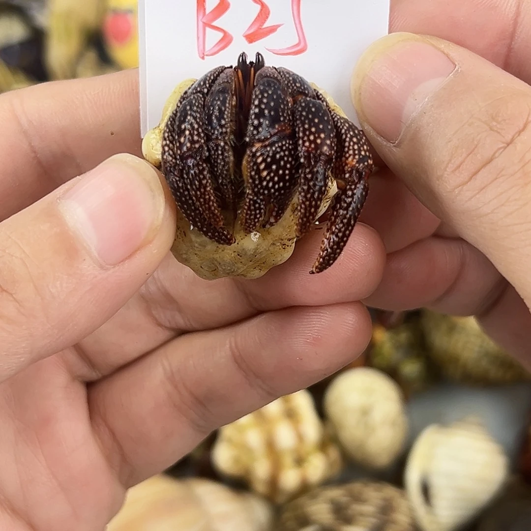 寄居蟹快来竞拍啦
