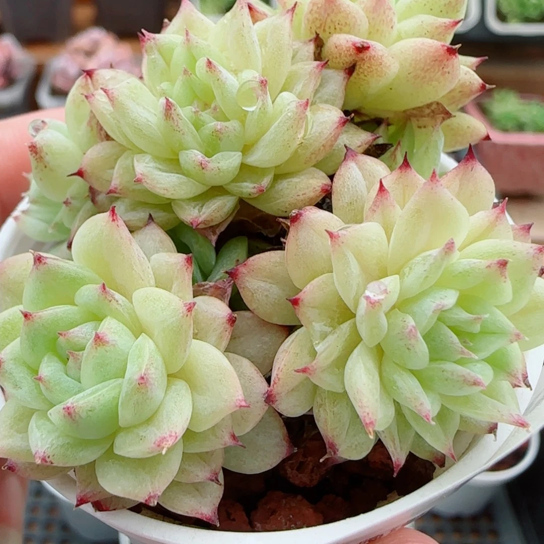花语逸镜0923-32散