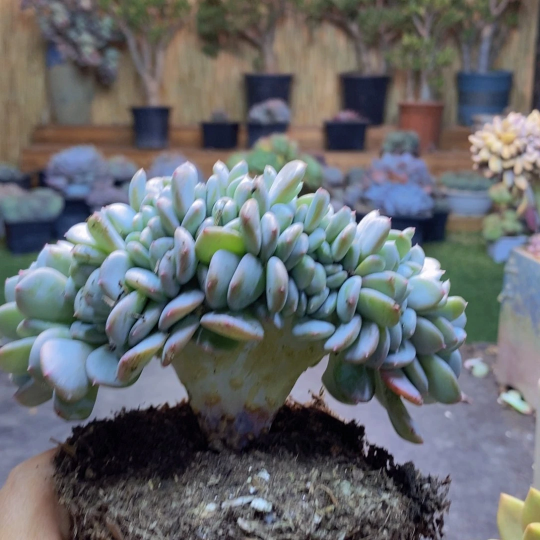 云****训H145号玛瑙缀多肉