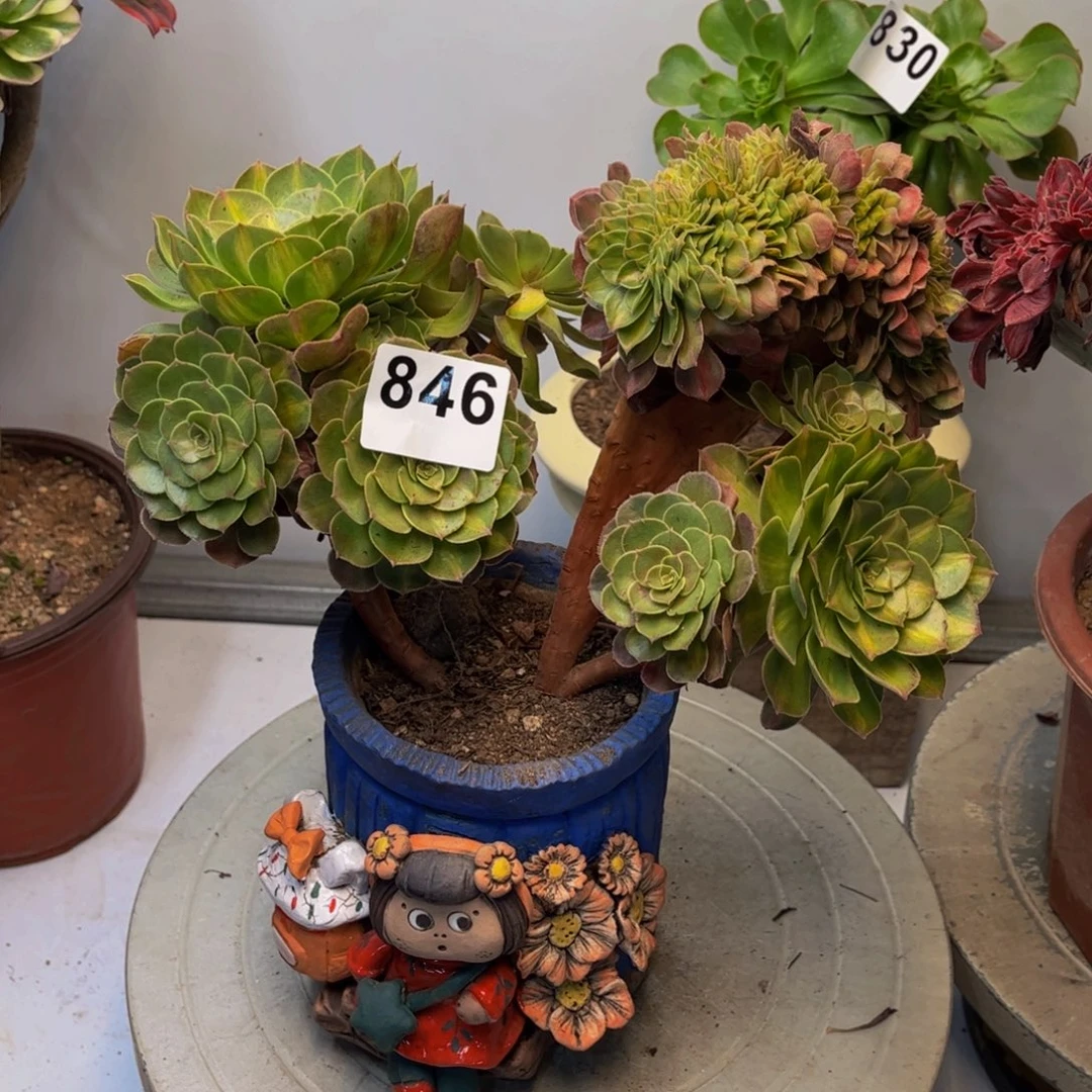 多肉植物抹茶缀846