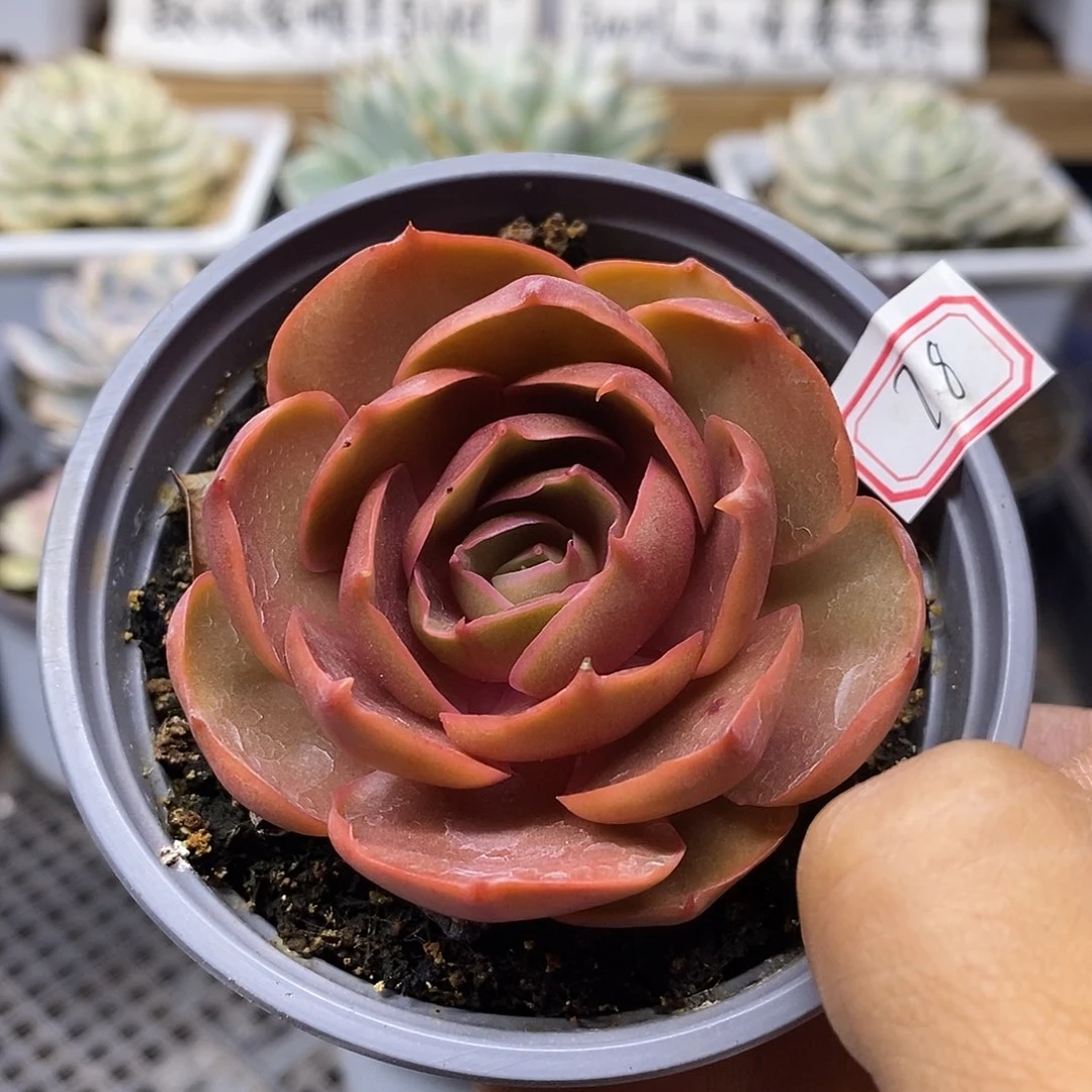 2278 红滩多肉植物